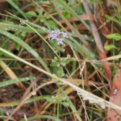 Mentha diemenica at Cotter River, ACT - 22 Mar 2023 02:58 PM