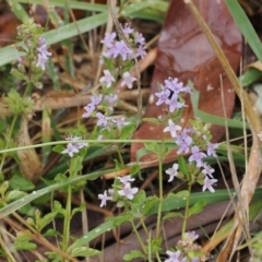 Mentha diemenica at Cotter River, ACT - 22 Mar 2023