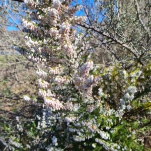 Erica lusitanica at Jerrabomberra, ACT - 2 Sep 2023