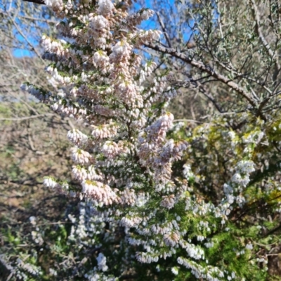 Erica lusitanica (Spanish Heath ) at Jerrabomberra, ACT - 2 Sep 2023 by Mike