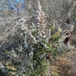 Erica lusitanica at Jerrabomberra, ACT - 2 Sep 2023