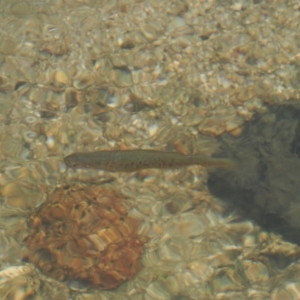 Galaxias olidus at Cotter River, ACT - 22 Mar 2023 03:15 PM