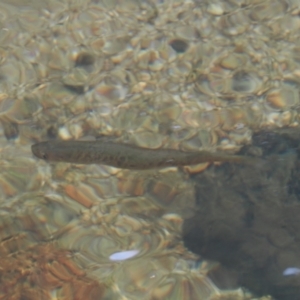 Galaxias olidus at Cotter River, ACT - 22 Mar 2023 03:15 PM