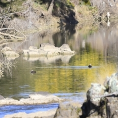 Anas superciliosa (Pacific Black Duck) at Coombs, ACT - 1 Sep 2023 by JimL