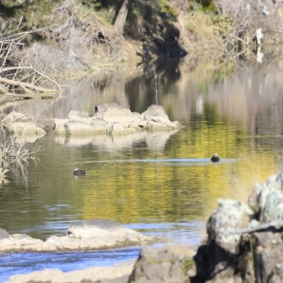 Anas superciliosa (Pacific Black Duck) at Coombs, ACT - 2 Sep 2023 by JimL