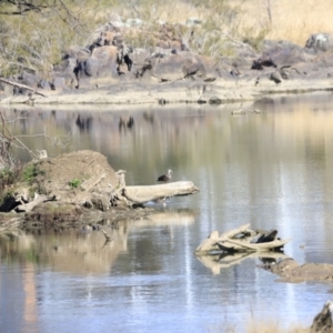 Anas superciliosa at Coombs, ACT - 2 Sep 2023 09:30 AM