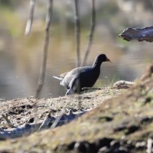 Gallinula tenebrosa at Weston, ACT - 2 Sep 2023