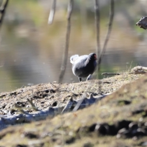 Gallinula tenebrosa at Weston, ACT - 2 Sep 2023