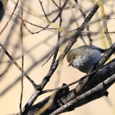 Acanthiza pusilla (Brown Thornbill) at Molonglo River Reserve - 1 Sep 2023 by JimL