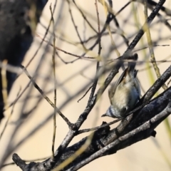 Acanthiza pusilla at Molonglo Valley, ACT - 2 Sep 2023