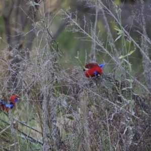 Platycercus elegans at Weston, ACT - 2 Sep 2023