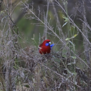 Platycercus elegans at Weston, ACT - 2 Sep 2023