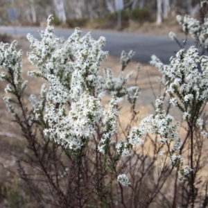 Olearia microphylla at Mongarlowe, NSW - suppressed