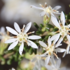 Olearia microphylla at Mongarlowe, NSW - suppressed