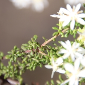 Olearia microphylla at Mongarlowe, NSW - suppressed