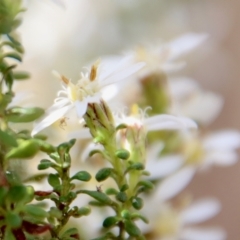 Olearia microphylla at Mongarlowe, NSW - suppressed