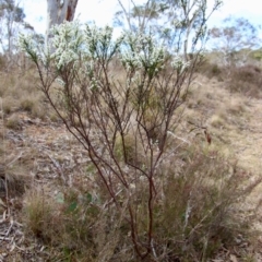 Olearia microphylla at Mongarlowe, NSW - suppressed