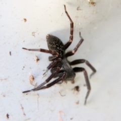 Badumna longinqua (Grey House Spider) at Mongarlowe River - 1 Sep 2023 by LisaH