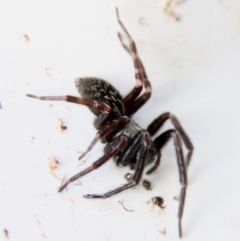 Badumna longinqua at Mongarlowe, NSW - suppressed