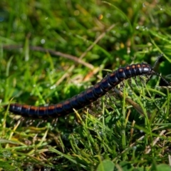 Paradoxosomatidae sp. (family) (Millipede) at Stromlo, ACT - 25 Aug 2023 by Kenp12