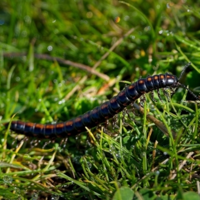 Paradoxosomatidae sp. (family) (Millipede) at Stromlo, ACT - 25 Aug 2023 by Kenp12