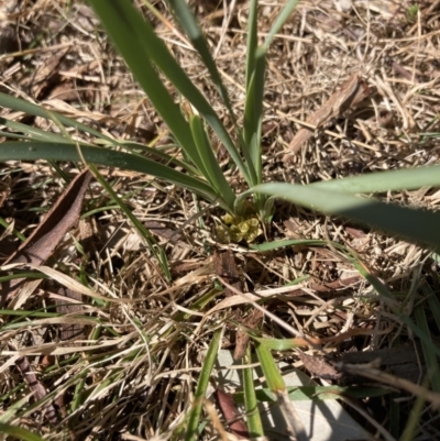 Lomandra bracteata (Small Matrush) at Cantor Crescent Woodland, Higgins - 2 Sep 2023 by MattM