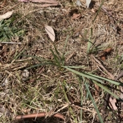 Lomandra bracteata at Higgins, ACT - 2 Sep 2023 12:00 PM