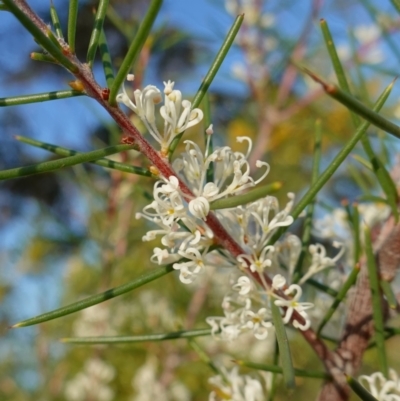 Hakea sericea (Needlebush) at Vincentia, NSW - 2 Aug 2023 by RobG1