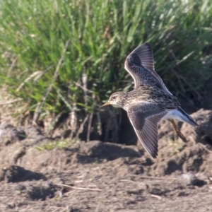 Calidris melanotos at Fyshwick, ACT - 2 Sep 2023