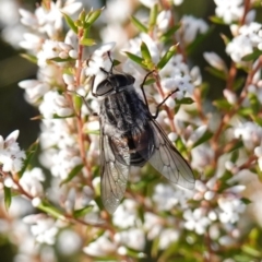 Unverified True fly (Diptera) at Vincentia, NSW - 2 Aug 2023 by RobG1