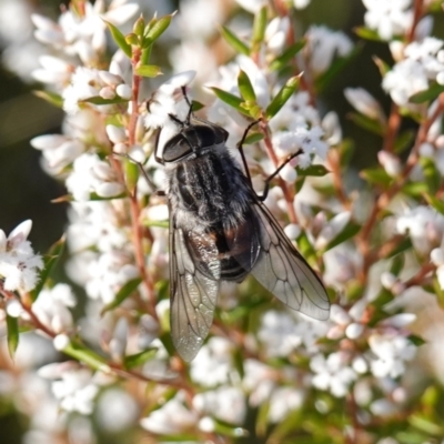 Unverified True fly (Diptera) at Vincentia, NSW - 2 Aug 2023 by RobG1