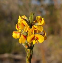 Unidentified Pea at Vincentia, NSW - 2 Aug 2023 by RobG1