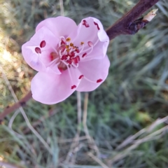 Prunus persica (Peach, Nectarine) at Watson, ACT - 2 Sep 2023 by abread111