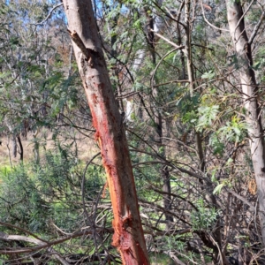 Cervidae (family) at Majura, ACT - 2 Sep 2023 11:52 AM