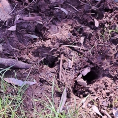 Cervidae (family) at Majura, ACT - 2 Sep 2023 11:52 AM