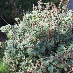 Marrubium vulgare (Horehound) at Majura, ACT - 2 Sep 2023 by abread111