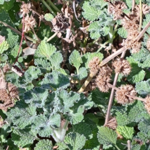 Marrubium vulgare at Majura, ACT - 2 Sep 2023 11:04 AM