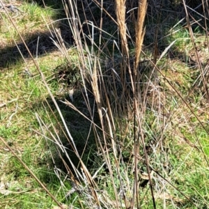 Austrostipa densiflora at Majura, ACT - 2 Sep 2023 11:33 AM