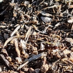 Papyrius sp. (genus) at Jerrabomberra, ACT - 2 Sep 2023