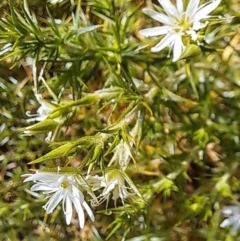 Stellaria pungens at Majura, ACT - 2 Sep 2023 11:41 AM