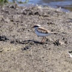 Charadrius melanops (Black-fronted Dotterel) at Jerrabomberra Wetlands - 1 Sep 2023 by RodDeb