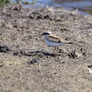 Charadrius melanops at Fyshwick, ACT - 1 Sep 2023