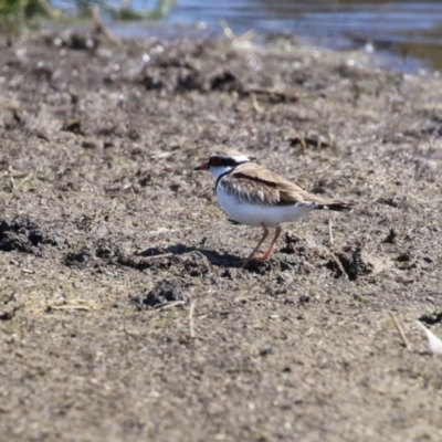 Charadrius melanops (Black-fronted Dotterel) at Jerrabomberra Wetlands - 1 Sep 2023 by RodDeb