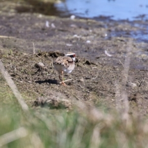 Charadrius melanops at Fyshwick, ACT - 1 Sep 2023