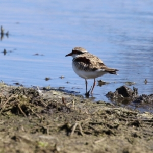 Charadrius melanops at Fyshwick, ACT - 1 Sep 2023