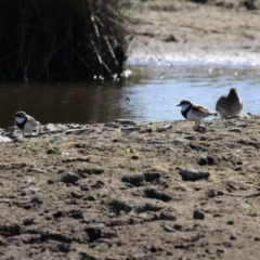 Charadrius melanops at Fyshwick, ACT - 1 Sep 2023