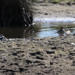 Charadrius melanops at Fyshwick, ACT - 1 Sep 2023