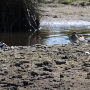 Charadrius melanops at Fyshwick, ACT - 1 Sep 2023