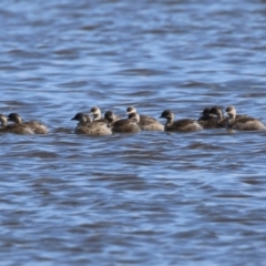 Poliocephalus poliocephalus (Hoary-headed Grebe) at Jerrabomberra Wetlands - 1 Sep 2023 by RodDeb