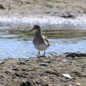 Calidris melanotos at Fyshwick, ACT - 1 Sep 2023